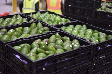 kisten met avocados