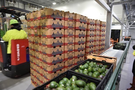 Voorraad avocados Mission Produce