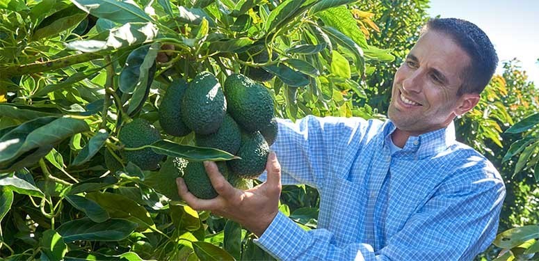 Picking avocados